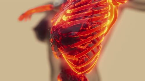 Digital 3D Scan of Glowing Human Torso Skeleton and Organs