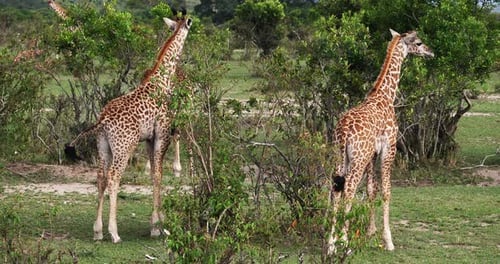 Masai-Giraffe, Giraffa camelopardalis tippelskirchi, Gruppe stehend in Savanne
