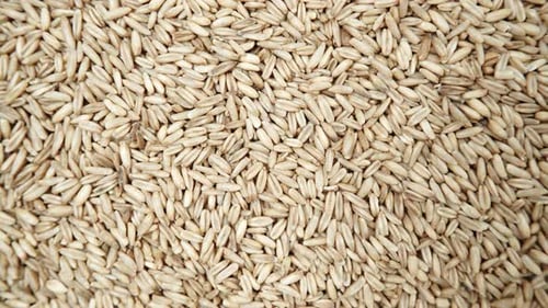 Oat Seeds as Background