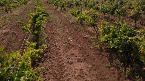 Young Vineyard Field on a Sunny Day