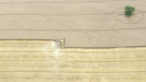 Combine Harvester Working in Golden Wheat Field