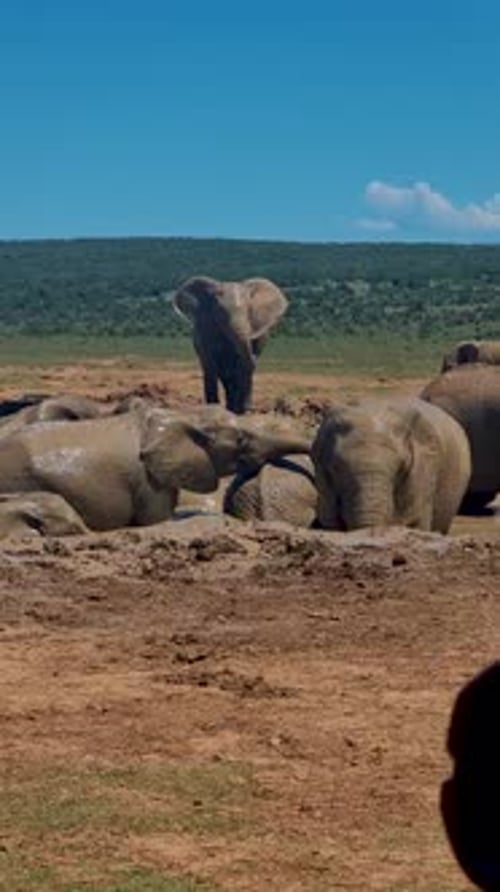Addo Elephant Park South Africa Family of Elephant in Addo Elephant Park Elephants Taking a Bath in