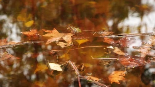 Autumn Leaves and Twigs Floating on Pond