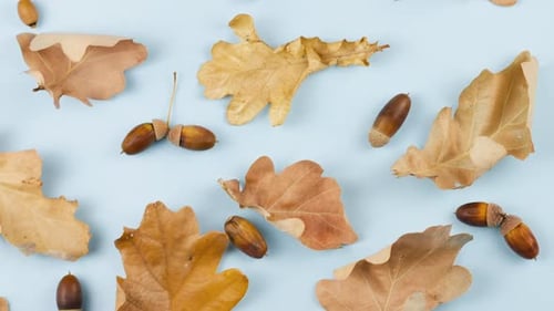 Autumn Acorns and Leaves Overhead on Blue
