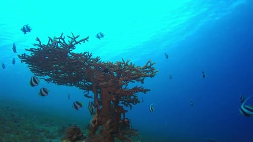 Butterflyfish and Bannerfish