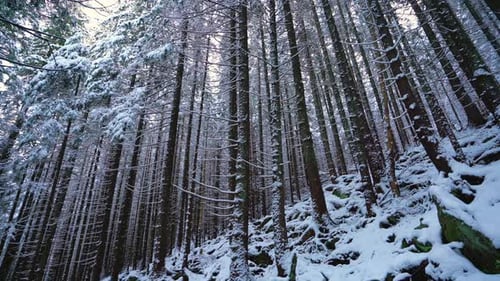 Tall Snow Covered Trees in a Winter Forest