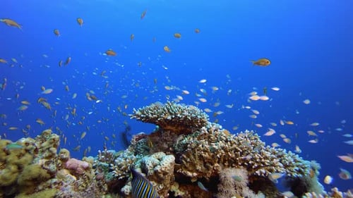 Vibrant Coral Reef Teeming with Fish