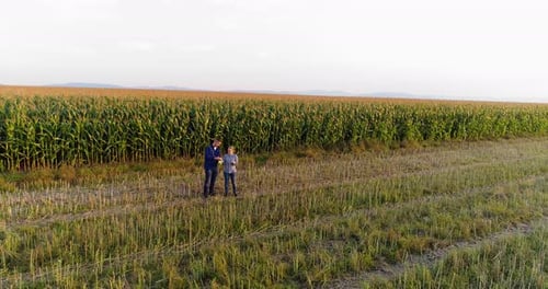 Young Farmers Discussing At Maize Field Agriculture