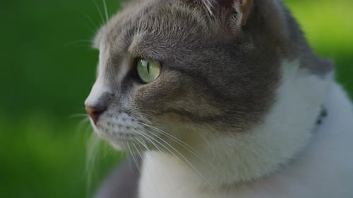 Extreme Close Up of a Cat Face with a Bright Green Grass on the Background