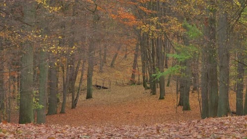 Autumn & Park 4K