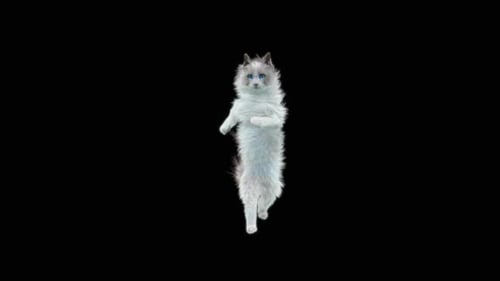 Gato dançando HD