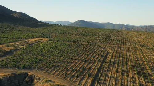 Crimean Mountains with Grape Fields Aerial View