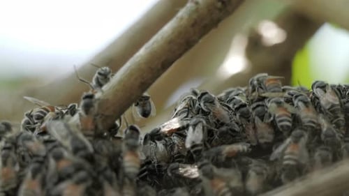 Bees
