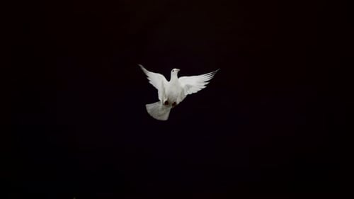 Dove Flying with Wings Open on Black Background