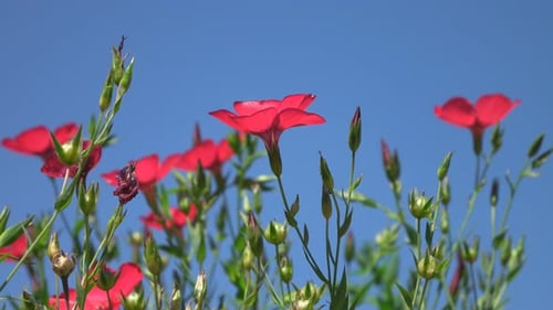 Flowers 4K