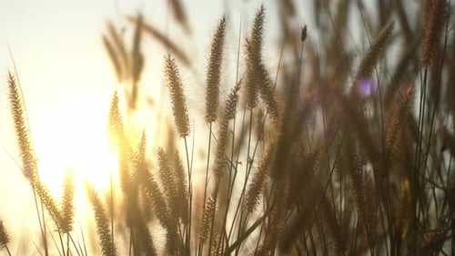 Tall Brown Grass in Sunlight