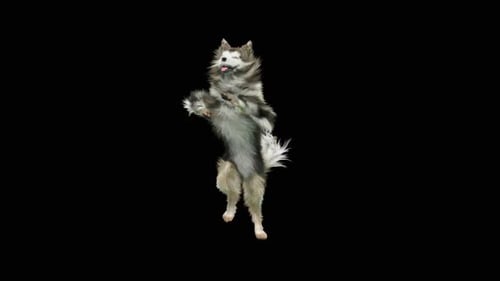 Dog Dance HD