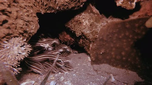 Underwater Red Sea Tropical Cat-fish