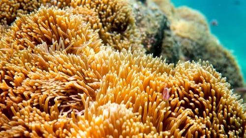 Wonderful and Beautiful Underwater World with Corals and Tropical Fish Red Sea