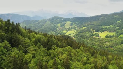 Über den Frühlingswald fliegen