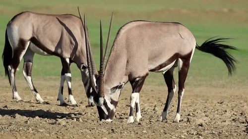 Gemsbok Antelopes Eating Salty Soil - Kalahari Desert