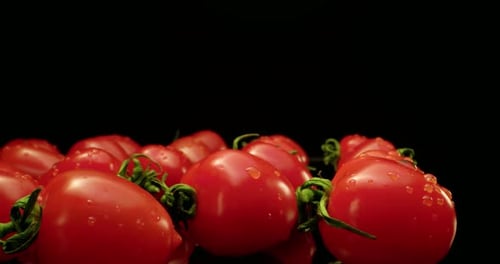 Fresh Tomatoes Still Life on Black Background