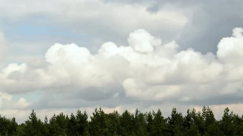 Timelapse with clouds and pine forest