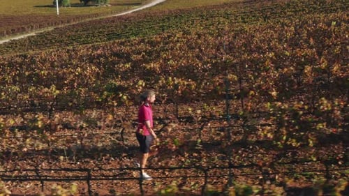 Man Walks Along a Hill Covered with Huge Plantation of Grapes