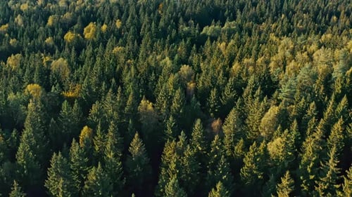 Autumn in Forest Aerial Top View. Fall Colors of Mixed Countryside Woodland, Green Conifers, Yellow