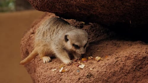 Meerkats Eat Nuts Sitting on a Rock in the Desert