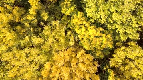 Autumn Forest with Bright Orange and Yellow Leaves