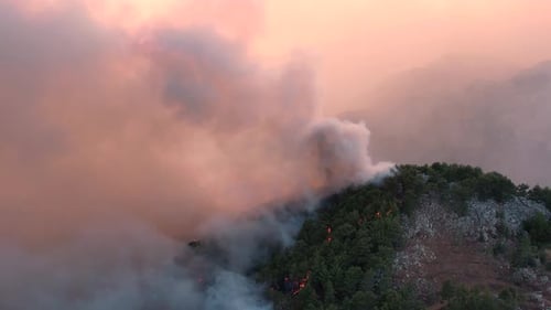 Fire in a Tropical Forest