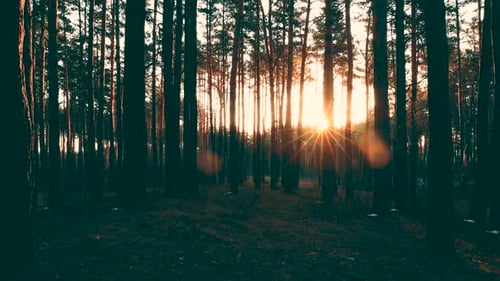 Beautiful Sunrise Sun Sunshine In Sunny Spring Coniferous Forest. Sunlight Sunbeams Through Woods In