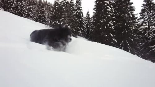 Joyful Dog Running Down Snowy Winter Hill