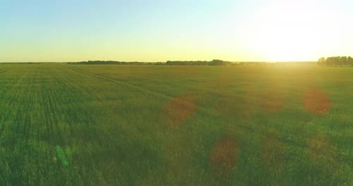 Low Altitude Flight Above Rural Summer Field with Endless Yellow Landscape at Summer Sunny Evening