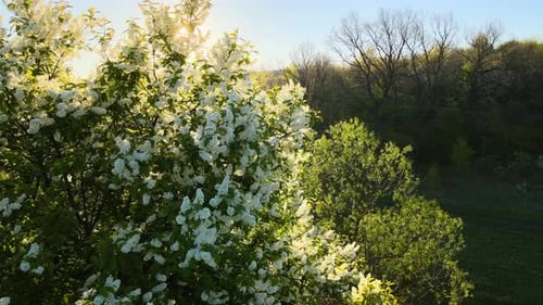 Luftaufnahme des blühenden Gartens mit weiß blühenden Bäumen im frühen Frühling bei Sonnenuntergang