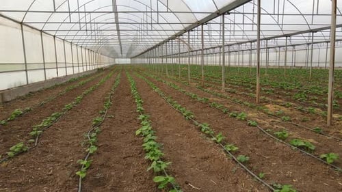 Rows of Plants Growing in Large Greenhouse