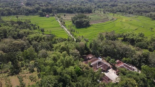 Aerial view of rice field village in Indonesia