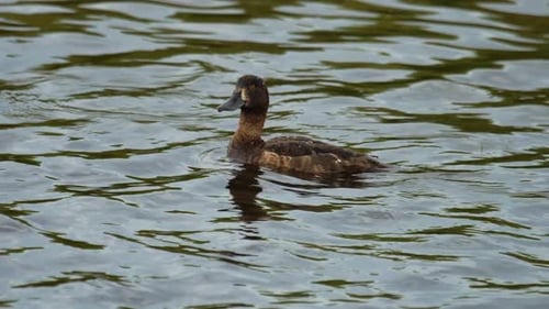 Stockente mit Entlein