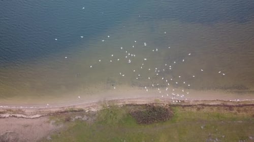 Birds flying near shore in high angle drone view. Kaunas Lagoon.