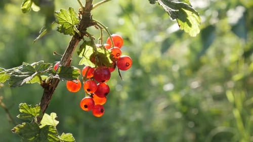Deciduous shrub redcurrant berries fruit close-up 4K 2160p 30fps UltraHD footage - Lot of healthy