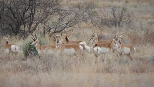 Herd of Pronghorn Antelope in Central Arizona