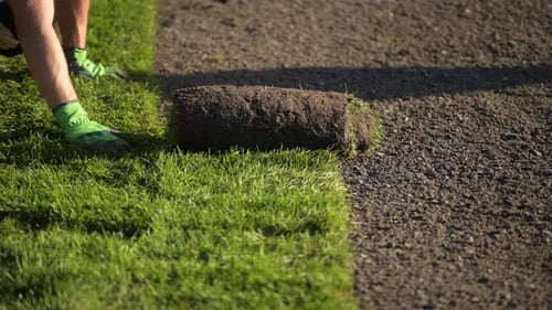 Roll of Sod Being Unrolled on the Ground