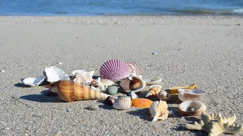 Cockleshells 60