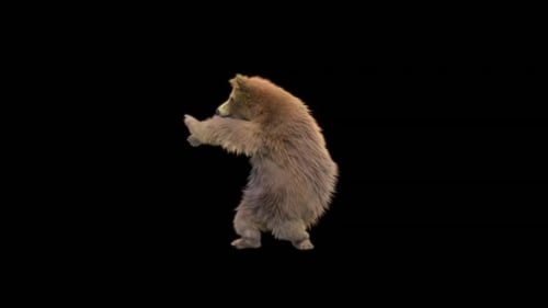 119 Bear Dancing HD