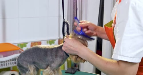 Dog Groomer Brushing Yorkshire Terrier on Table