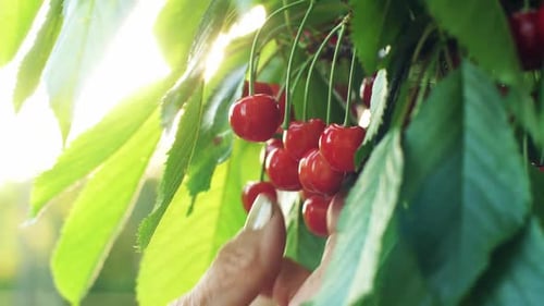 Hand Picks Cherries From the Branch