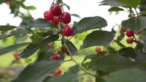 Red cherry On a Branch With Green Leaves