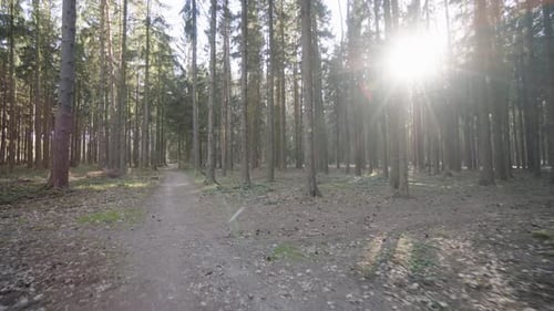 The Camera Flies Through a Forest with a Pathway on a Sunny Spring Day