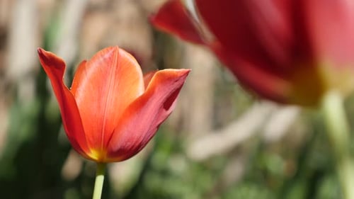 Lily Didier tulip plant bulb shallow DOF 4K 2160 30fps UltraHD footage - Close-up of flower Tulipa